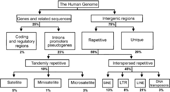 Human genome composition